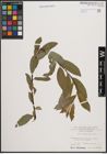 Foto von Salix daphnoides Vill.